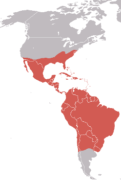 Mapa Zarigüeya en América